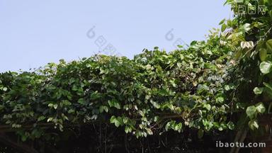 自然风景藤蔓植物藤架实拍4K